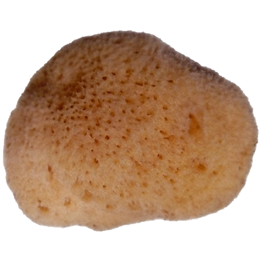 Menstruatiespons Levant Puur 